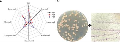 Comprehensive genomic and metabolomic analysis revealed the physiological characteristics and pickle like odor compounds metabolic pathways of Bacillus amyloliquefaciens ZZ7 isolated from fermented grains of Maotai-flavor baijiu